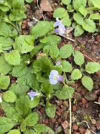 Mazus pumilus image