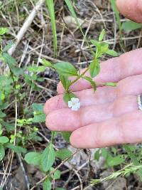 Mecardonia acuminata image