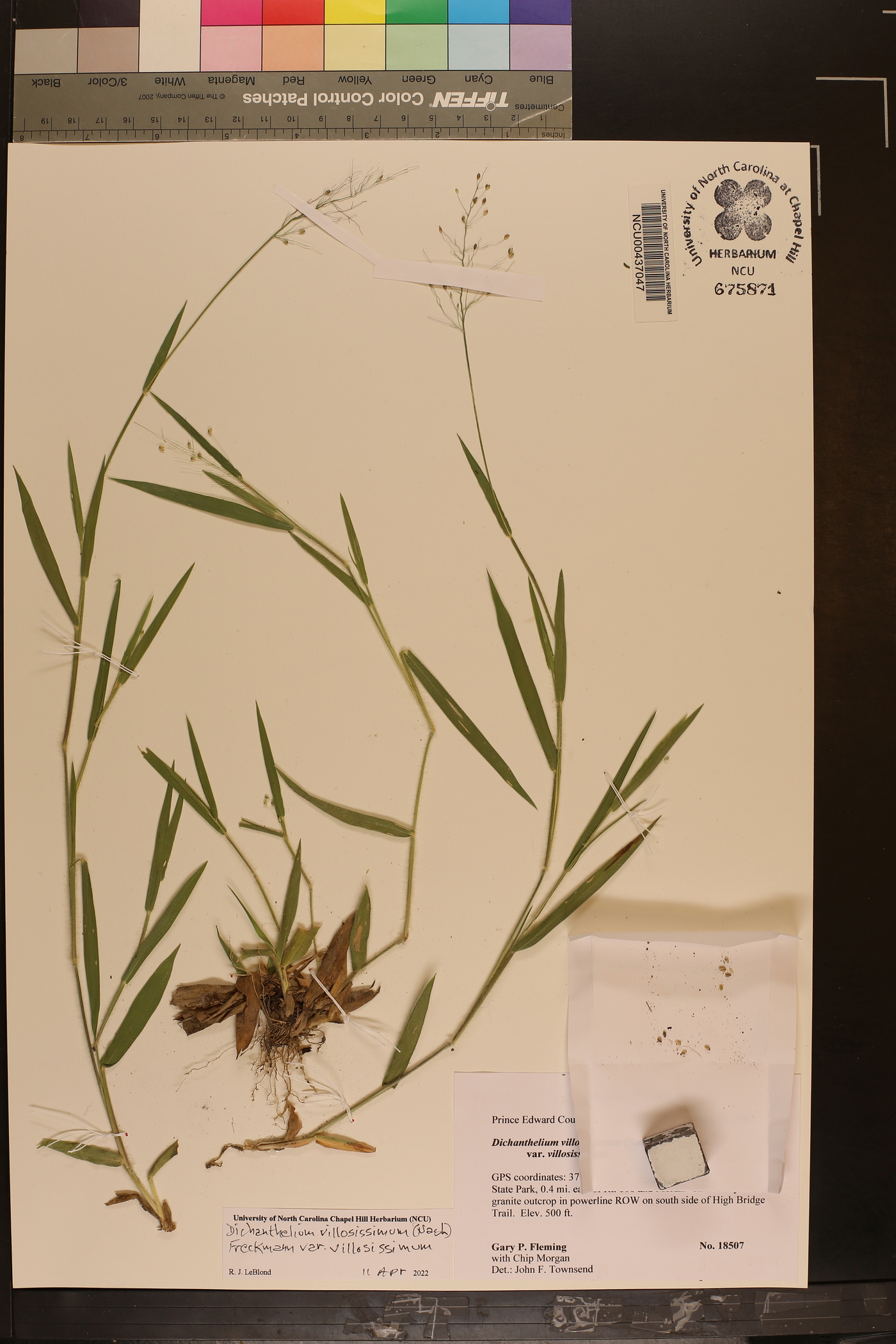 Dichanthelium villosissimum var. villosissimum image