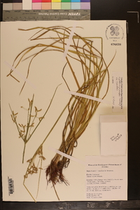 Cyperus lecontei image