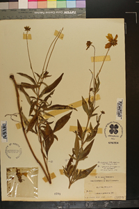 Coreopsis pubescens var. pubescens image