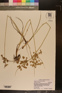 Cyperus surinamensis image