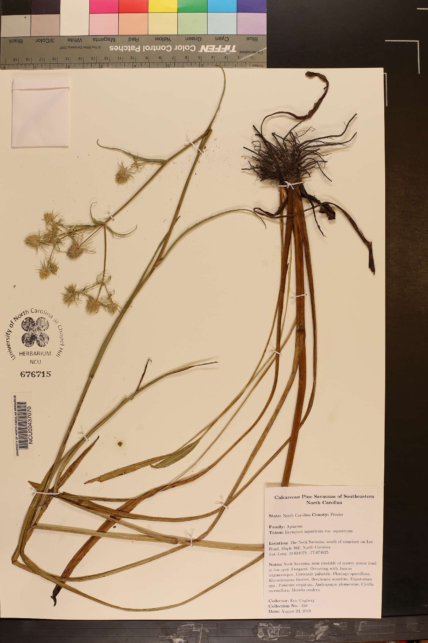 Eryngium aquaticum var. aquaticum image