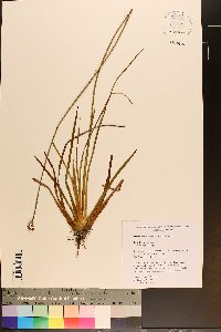 Xyris ambigua image