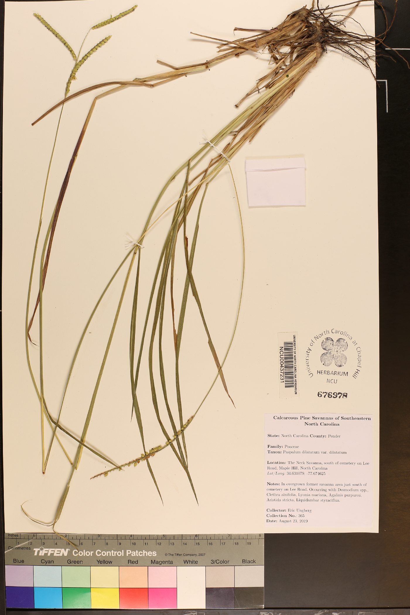 Paspalum dilatatum var. dilatatum image