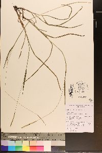 Paspalum setaceum var. muhlenbergii image
