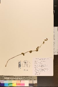 Sophronanthe pilosa image