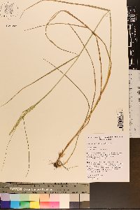 Greeneochloa coarctata image