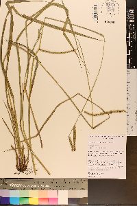 Paspalum floridanum image