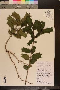 Ilex cornuta image