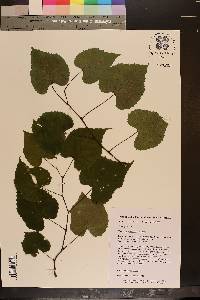 Vitis baileyana image