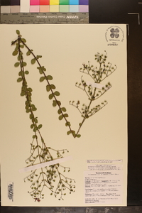 Trichostema suffrutescens image