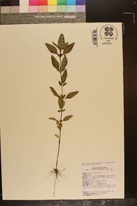 Trichostema dichotomum image