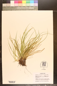 Carex willdenowii image