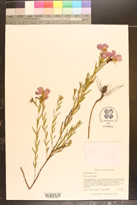 Rhexia aristosa image