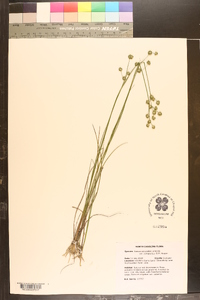 Juncus scirpoides var. compositus image