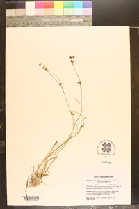 Rhynchospora globularis var. globularis image