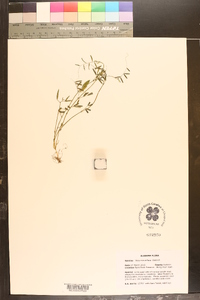 Vicia minutiflora image