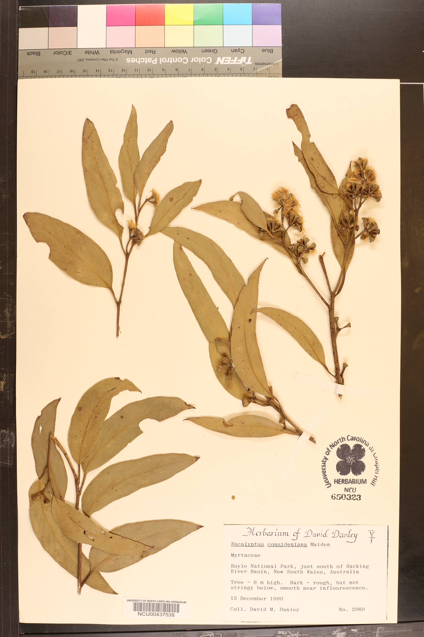 Eucalyptus consideniana image
