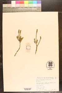 Baeckea imbricata image