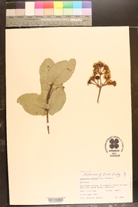 Image of Angophora hispida