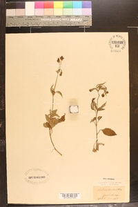 Bidens leucantha image