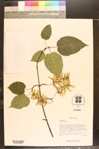 Acer davidii image