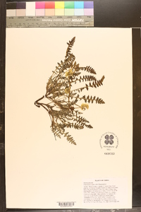 Image of Pedicularis cranolopha