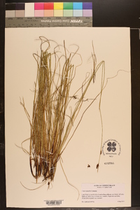 Carex saxatilis image