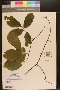 Clethra alnifolia image