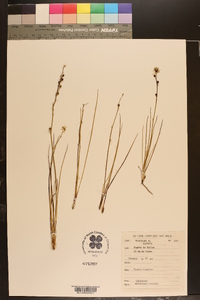 Anthericum ramosum image