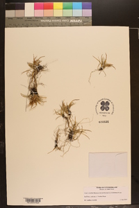 Carex viridula var. saxilittoralis image