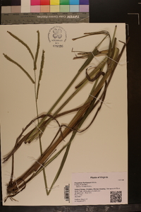 Paspalum floridanum image