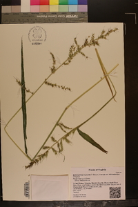 Echinochloa muricata var. microstachya image