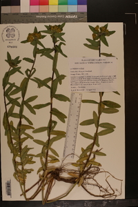 Euphorbia oblongata image