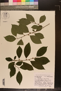 Ilex ambigua image