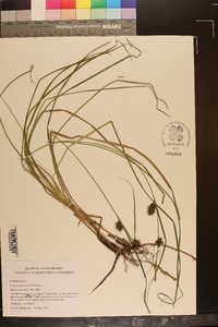 Carex louisianica image