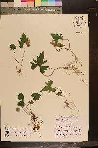 Viola palmata image