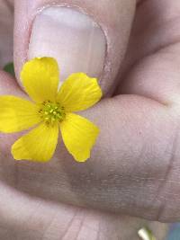 Oxalis colorea image