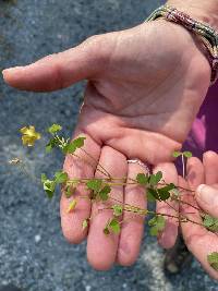 Oxalis colorea image