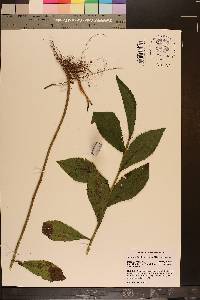 Solidago rugosa var. rugosa image