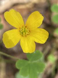 Oxalis colorea image