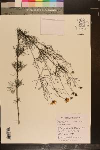 Coreopsis verticillata image