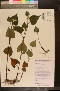 Houttuynia cordata image