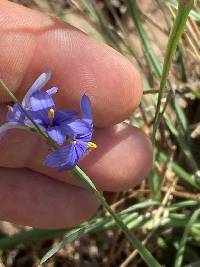 Sisyrinchium mucronatum image