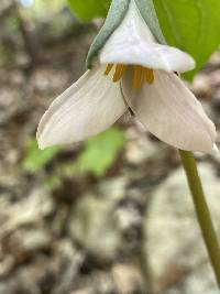 Trillium catesbaei image