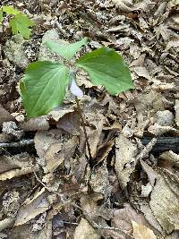 Trillium catesbaei image