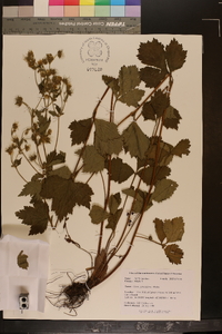 Geum geniculatum image