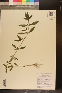 Trichostema dichotomum image