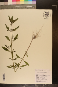 Trichostema dichotomum image